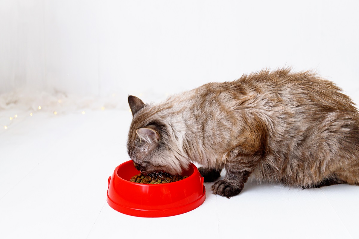 czkawka u kota po jedzeniu