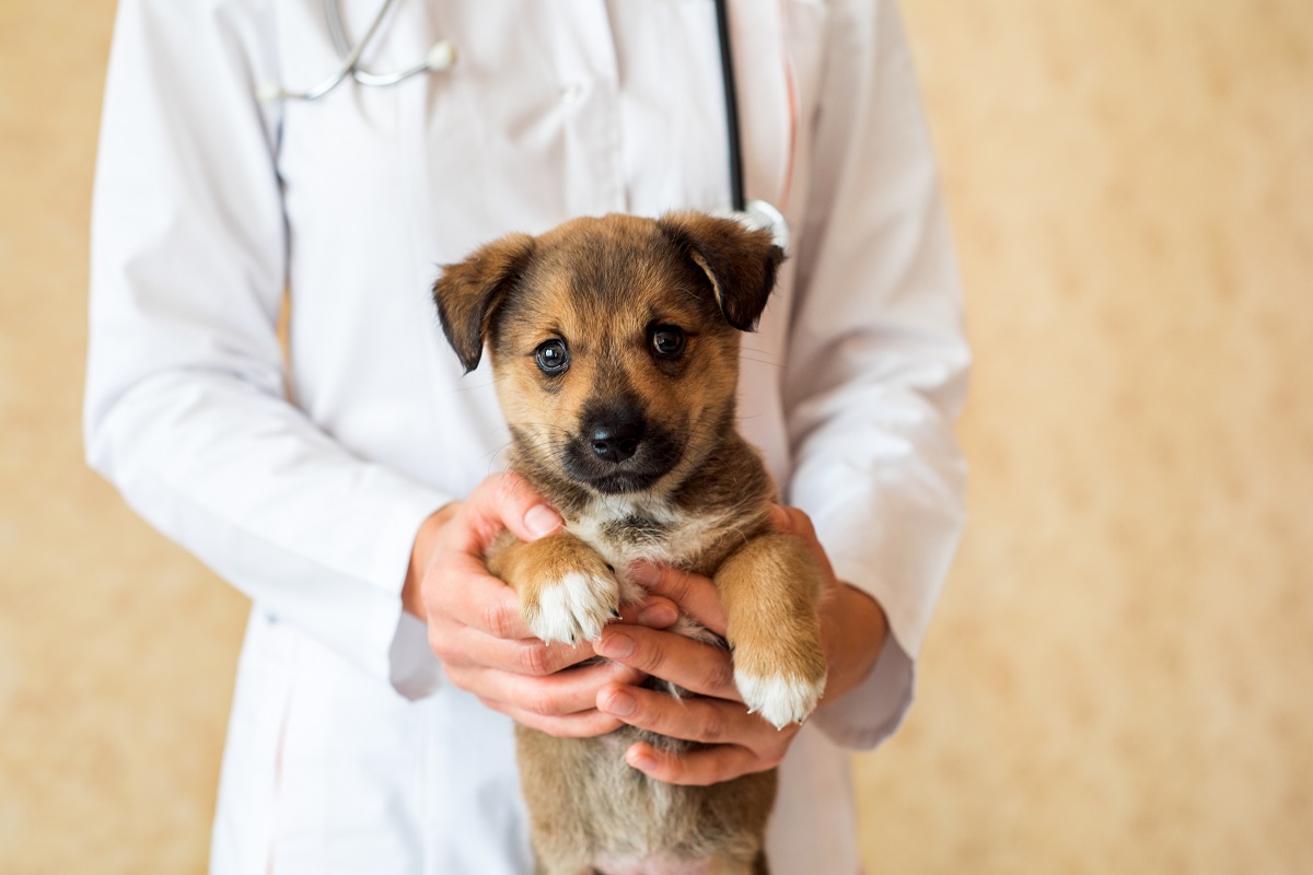 Pasozyt giardia u psa objawy Nagyszámú leukociták a prosztatagyulladásban - Giardia u psow leczenie