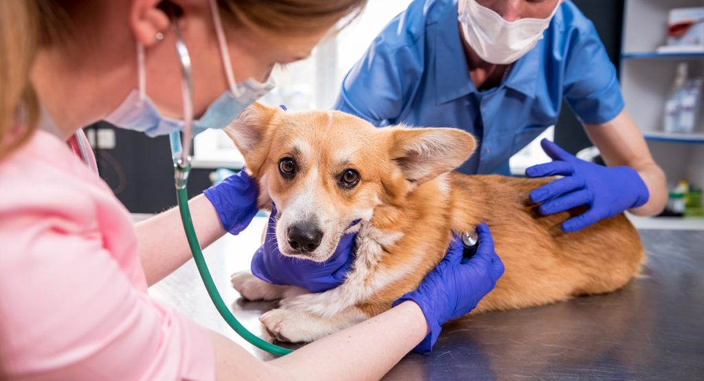 leczenie skrętu żołądka u psa