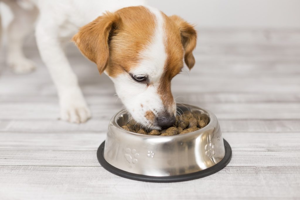 dieta na niedoczynność tarczycy u psa