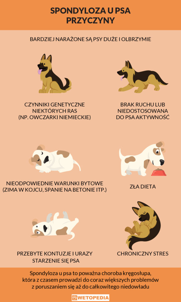 spondyloza u psa przyczyny