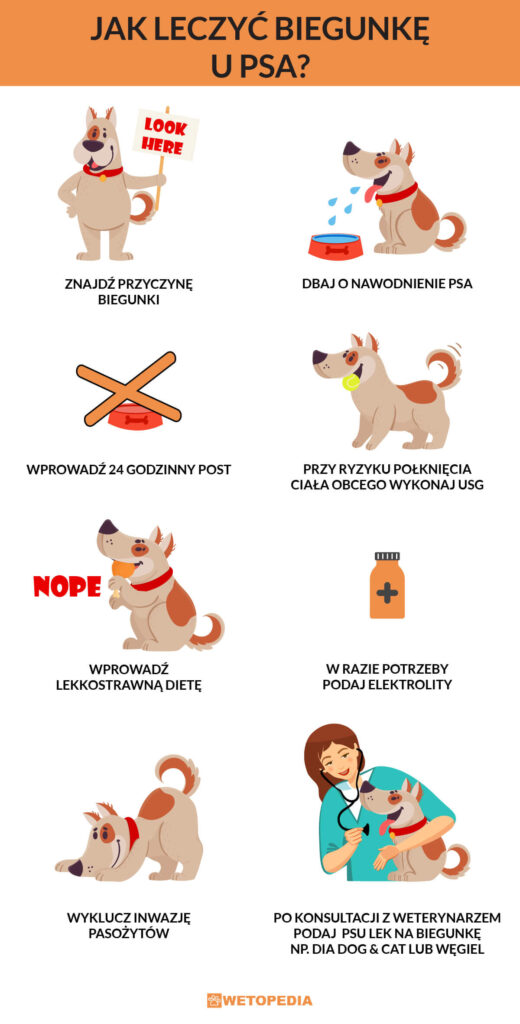 biegunka u psa leczenie