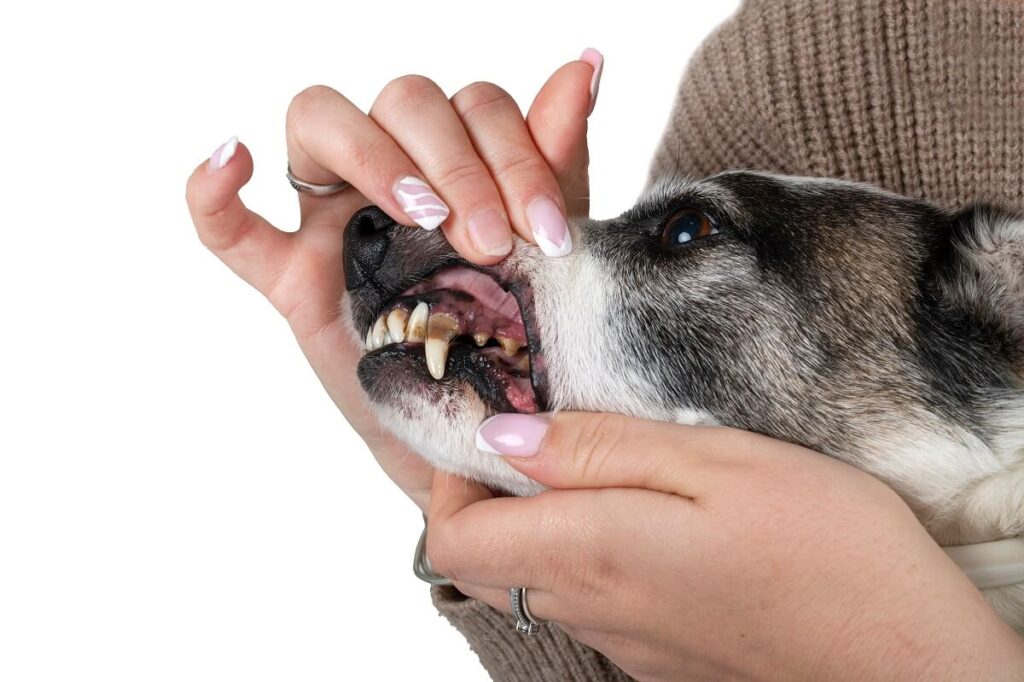 kamień na zębach u psa