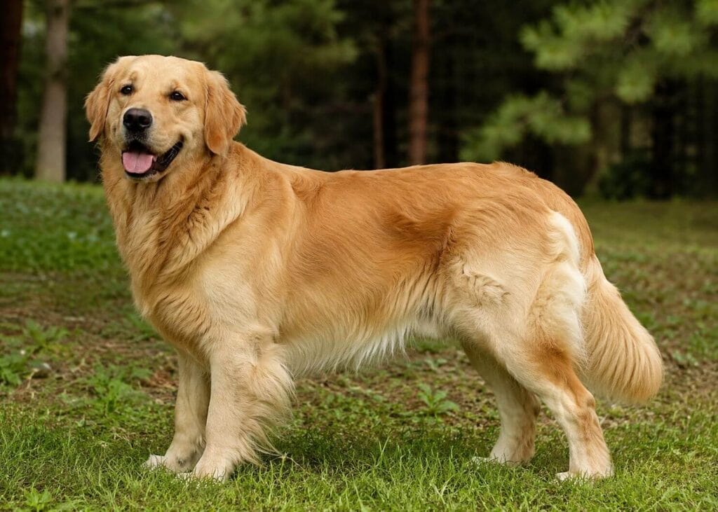 Golden retriever – rasa szczególnie narażona na ropomacicze u suki