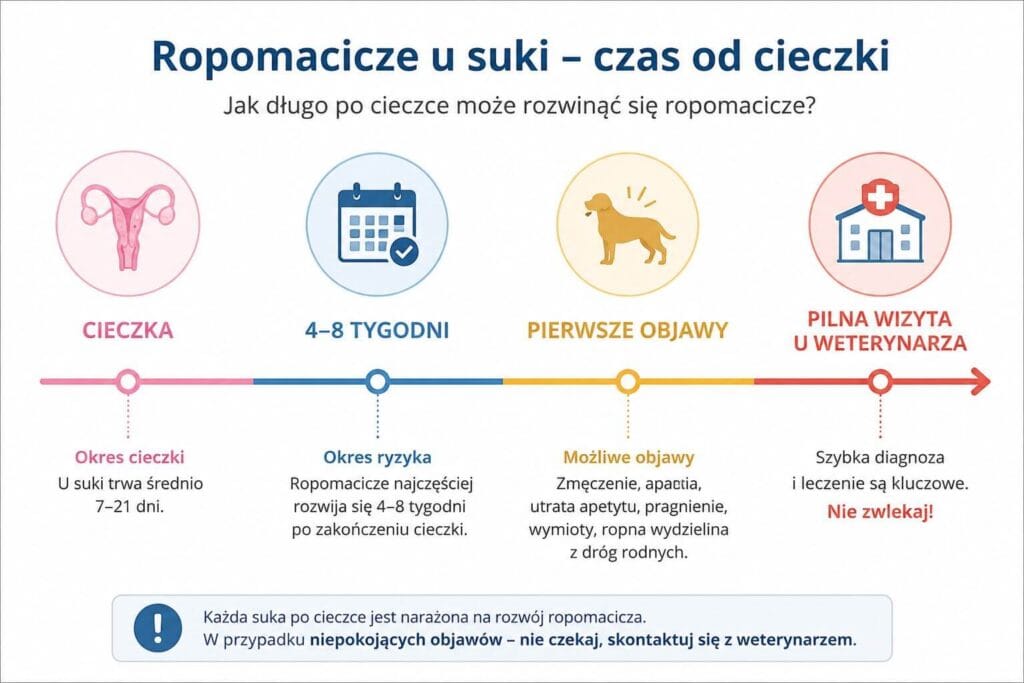Jak długo po cieczce rozwija się ropomacicze u suki - schemat czasowy