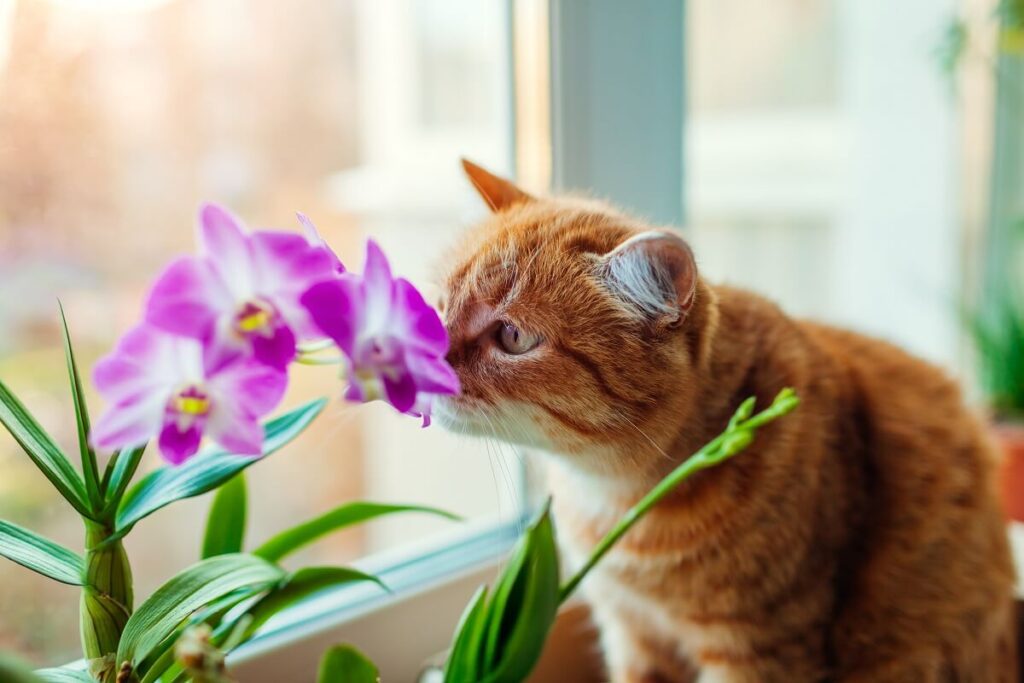 bezpieczne rośliny dla kota