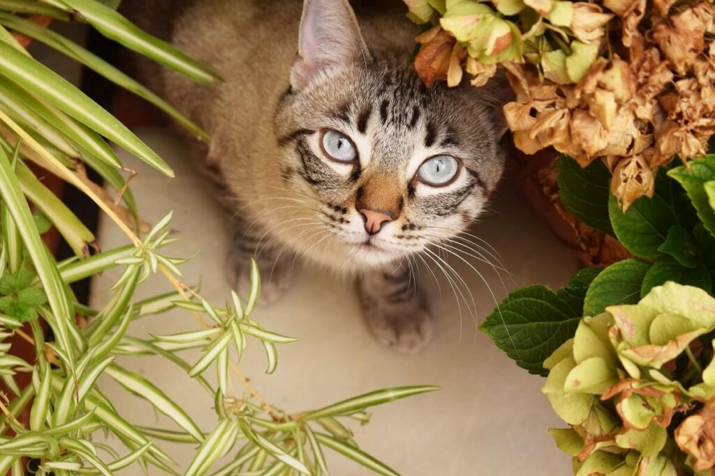 rośliny trujące dla kota objawy