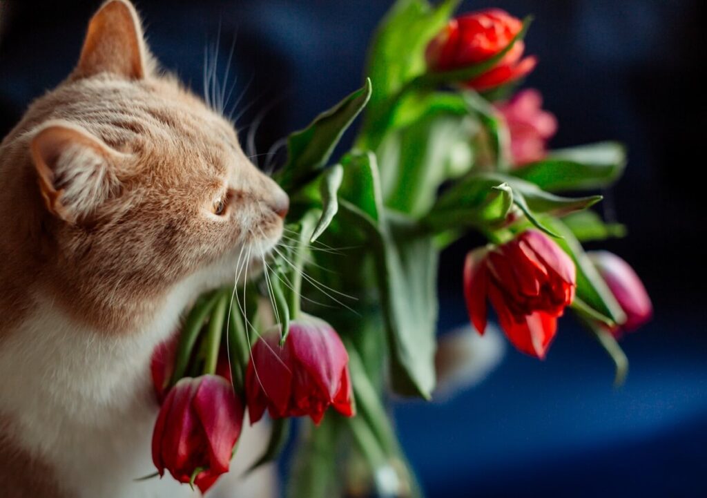 kwiaty zakazane dla kota