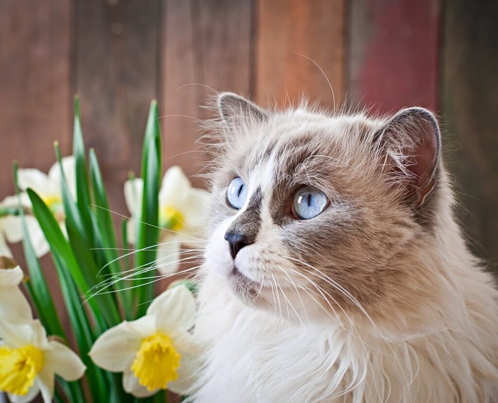 niebezpieczne kwiaty dla kota