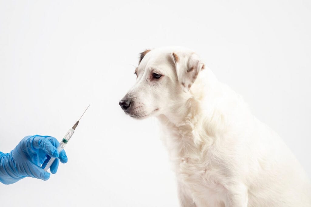 leczenie cukrzycy u psa