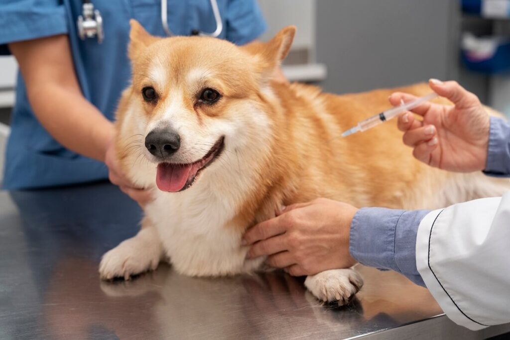 szczepienie psa