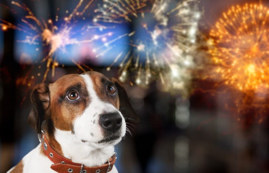 Jak uspokoić psa w Sylwestra?